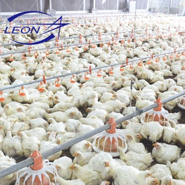 Leon Full Automatic Broiler Pan Feeding System