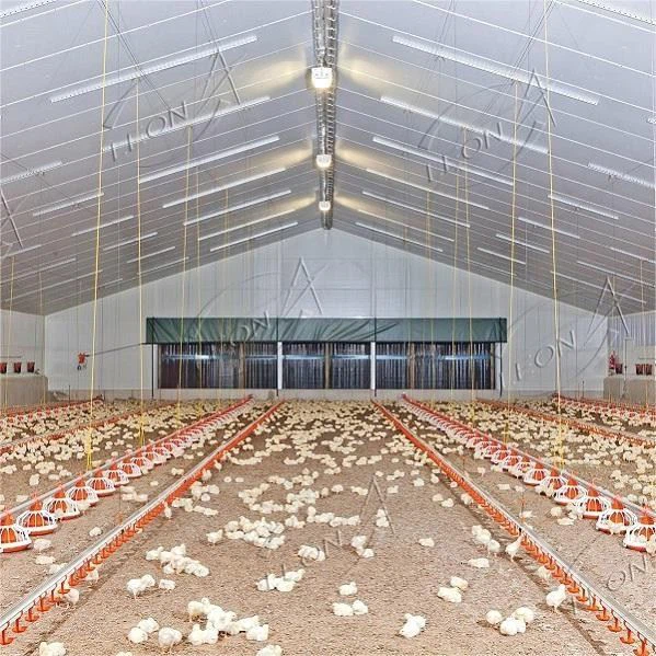 Chicken Broiler Raising Chicken Broiler Raising
