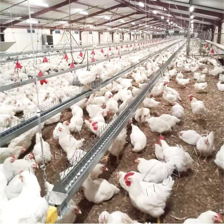 Broiler Parent Stock Chicken Raising System