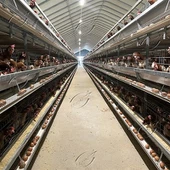自動H型産卵鶏バッテリーケージ