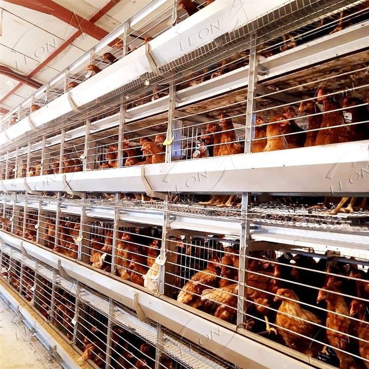 H Type Poultry Cages Equipment
