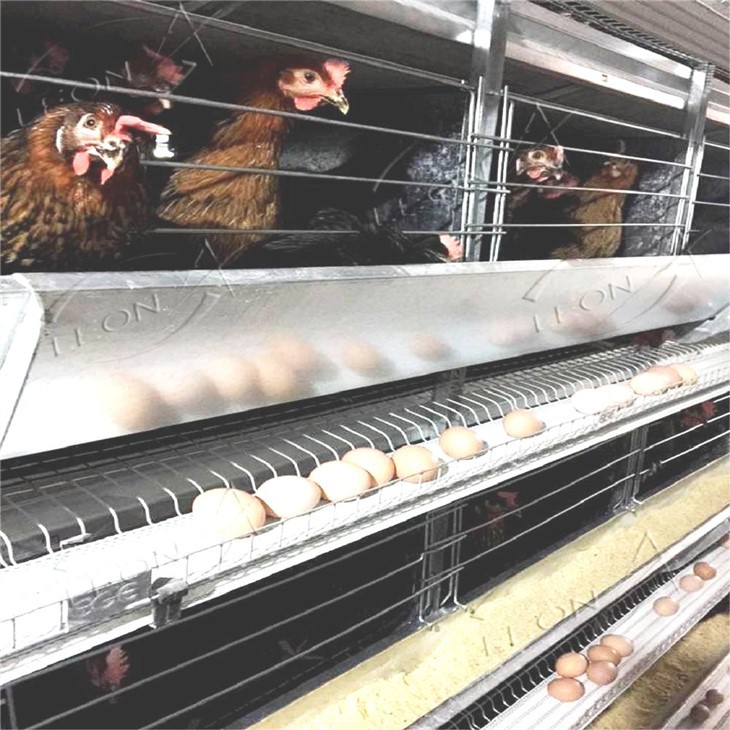 H Type Poultry Cages Equipment