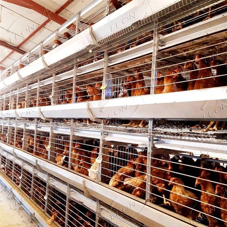 H Type Poultry Cages For Layer Chickens